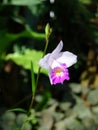 Purple orchids / Tropical orchids / Thai orchids