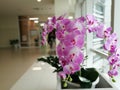 Purple orchids, Violet orchids. Orchid is queen of flowers in bu