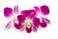 Purple orchids