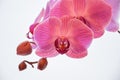 Purple orchids on white background