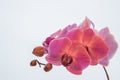 Purple orchids on white background Royalty Free Stock Photo