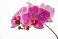 Purple orchids on white background Royalty Free Stock Photo