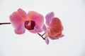 Purple orchids on white background Royalty Free Stock Photo