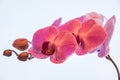Purple orchids on white background Royalty Free Stock Photo