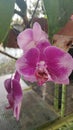 Purple orcid flower