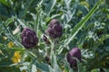 Purple organic artichokes