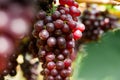 Purple organic fruit in vineyard . bunch of ripe fresh grape at nature garden to make wine or juice . Royalty Free Stock Photo