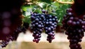 Purple organic fruit in vineyard . bunch of ripe fresh grape at nature garden to make wine or juice . Royalty Free Stock Photo