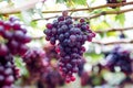 Purple organic fruit in vineyard . bunch of ripe fresh grape at nature garden to make wine or juice . Royalty Free Stock Photo
