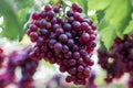 Purple organic fruit in vineyard . bunch of ripe fresh grape at nature garden to make wine or juice . Royalty Free Stock Photo