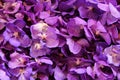 The purple orhids in the bouquets on the flower market. Royalty Free Stock Photo