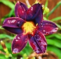 Purple Oriental Lilly with a yellow center. Sometimes called a red lilly. Royalty Free Stock Photo