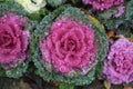 Purple Ornamental cabbage or flowering kale growing in garden, top view
