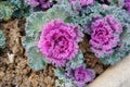 Purple ornamental cabbage