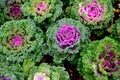 Purple Ornamental Cabbage plants