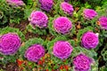 Purple Ornamental Cabbage plants