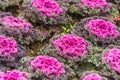 Purple ornamental cabbage