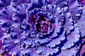 Purple ornamental decorative flowering cabbage covered