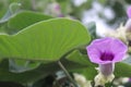 Purple ornamental flower