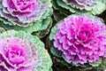 Purple ornamental kale