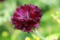 Purple ornflower- Centaurea cyanus