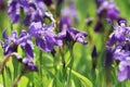 Purple orris flowers on green background in summer