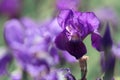 Purple orris flowers on green background in summer