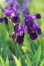 Purple orris flowers on green background in summer