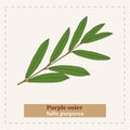 Purple osier - Salix purpurea Royalty Free Stock Photo