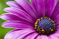 Purple Osteospermum