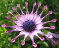 Purple osteospermum Royalty Free Stock Photo