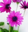 Purple Osteospermum Royalty Free Stock Photo