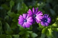 Purple osteospermum beautiful african daisy flower in bloom on a green flower bed background Royalty Free Stock Photo