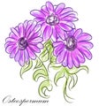 Purple Osteospermum Daisies Royalty Free Stock Photo