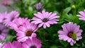 Purple osteospermum ecklonis, Dimorphotheca, African daisy flowers blooming in the garden. Royalty Free Stock Photo