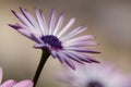 Purple Osteospermum ecklonis flowers, macro, Royalty Free Stock Photo