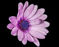 Purple Osteospermum ecklonisis side view close-up flower head,