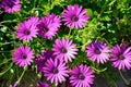 Purple Osteospermum flowers, Malta.