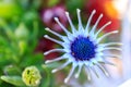 Purple Osteospermum, close up of flower stamen