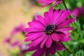 Purple Osteosperumum flower daisy. Royalty Free Stock Photo