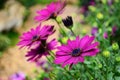 Purple osteosperumum flower daisy in garden. Royalty Free Stock Photo