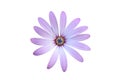 Purple osteosperumum Flower Daisy Isolated on White Background with clipping path Royalty Free Stock Photo