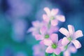 Purple oxalis flower, beauty in nature