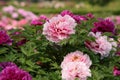 Purple and pale pink Luoyang peony blooms