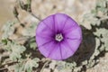 Purple Mallow-leaved Bindweed Wildflower in the Negev