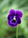 Purple pancy flower. Royalty Free Stock Photo