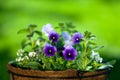 Purple pansies in a basket with a green background