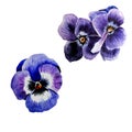 Purple pansies. Blank for design. Watercolor