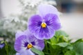 Purple pansies blooming on spring