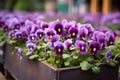 Purple Pansies flowers in balcony box